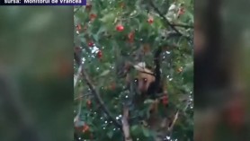 VIDEO // România: Un urs a fost prins la „furat" de cireșe